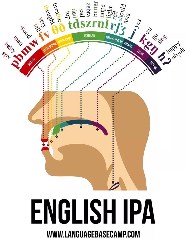 The Phonetic Map of the Human Mouth shows where sounds used by English speakers are produced